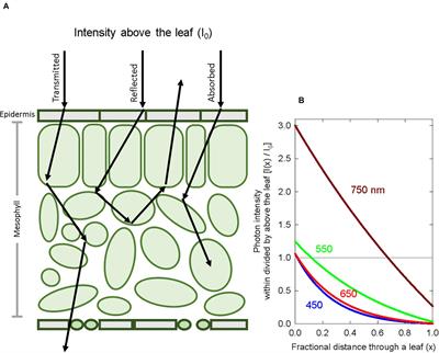 Improving the Predictive Value of Phytochrome Photoequilibrium: Consideration of Spectral Distortion Within a Leaf